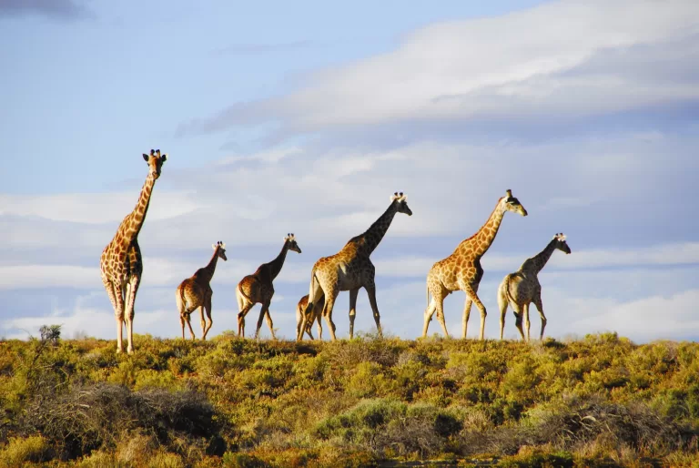 Eastern Cape Kite Safari