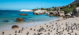 Penguin-Colony-Boulders-Beach-Cape-Town-South-Africa-shutterstock_200031341