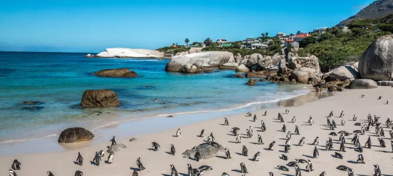 Penguin-Colony-Boulders-Beach-Cape-Town-South-Africa-shutterstock_200031341